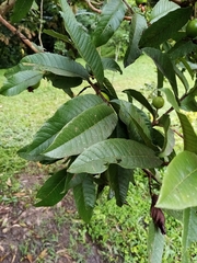 Psidium