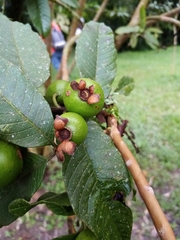 Psidium