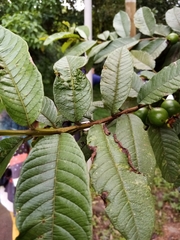Psidium