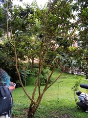 Psidium