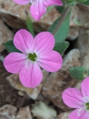 Saponaria ocymoides