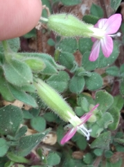 Saponaria ocymoides