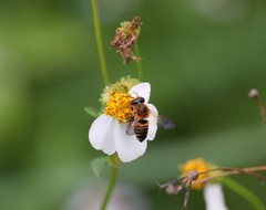 Megachile laticeps