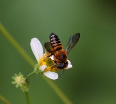 Megachile laticeps