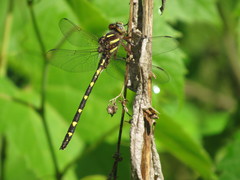 Cordulegaster bilineata