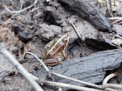 Pelophylax ridibundus