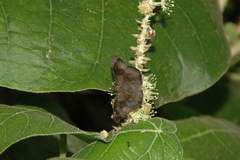 Bolla clytius