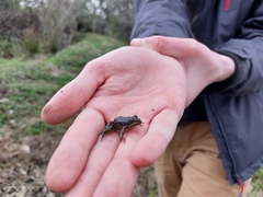Pelophylax ridibundus
