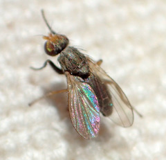 Trixoscelis flavida