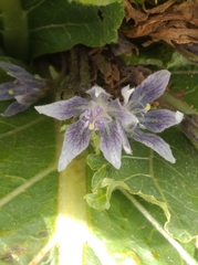 Mandragora