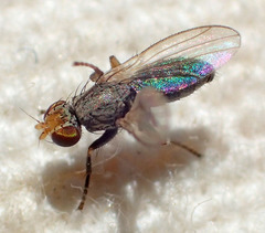 Trixoscelis flavida