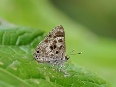 Niphanda asialis
