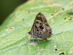 Niphanda asialis