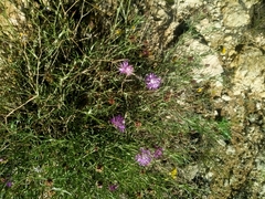 Centaurea aspera stenophylla