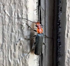 Podabrus conspiratus