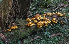 Pholiota