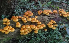Pholiota
