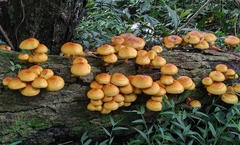 Pholiota