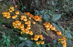 Pholiota