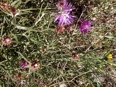 Centaurea aspera stenophylla
