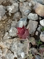 Thymus moroderi