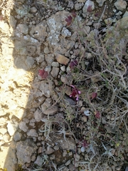 Thymus moroderi