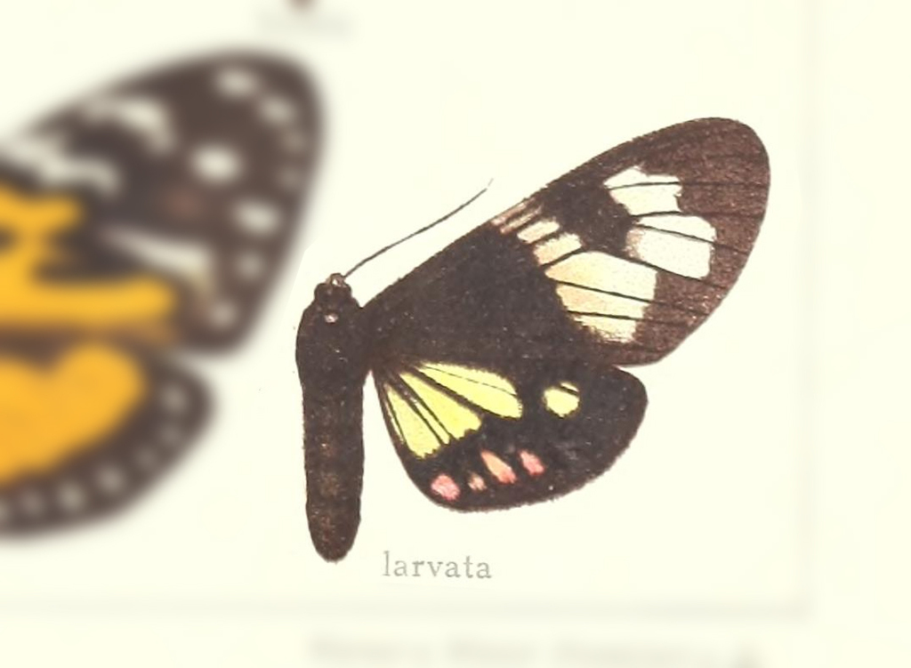 Dysschema larvata