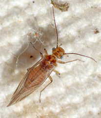 Cuneopalpus cyanops
