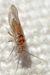 Cuneopalpus cyanops