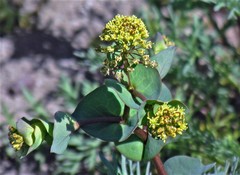 Lepidium perfoliatum