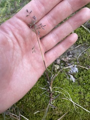 Poa cuspidata