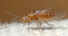 Cuneopalpus cyanops
