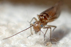 Cuneopalpus cyanops