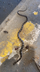 Pantherophis alleghaniensis