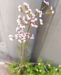 Centranthus calcitrapae