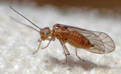 Cuneopalpus cyanops