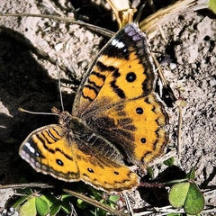 Junonia vestina livia