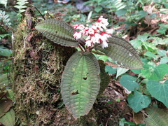 Bertolonieae