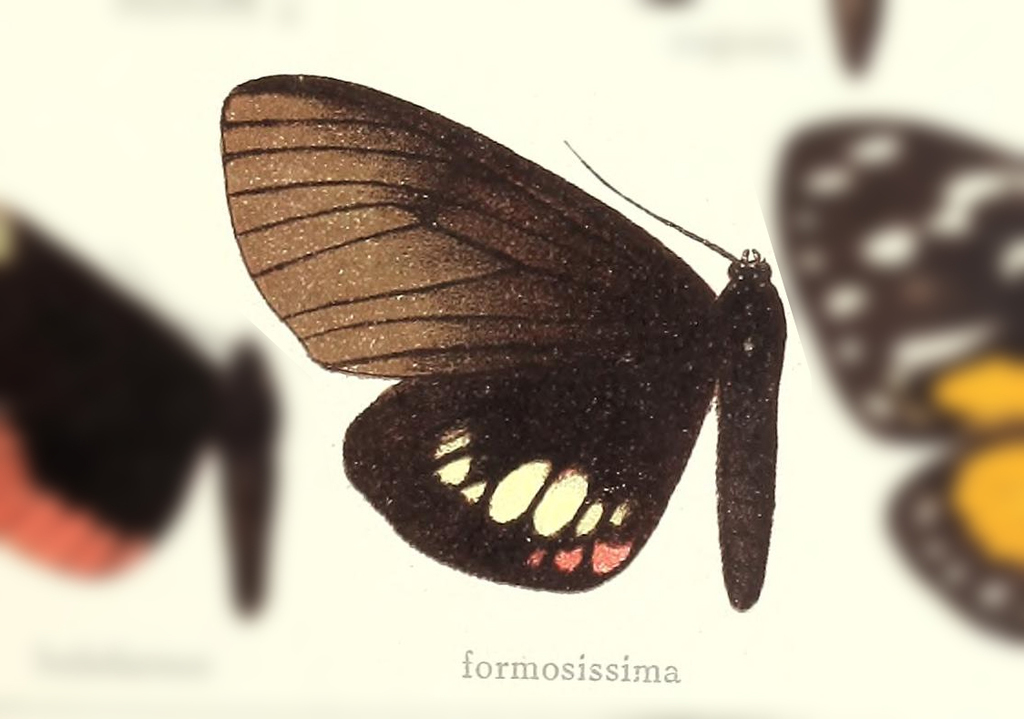 Dysschema formosissima