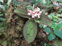 Bertolonieae