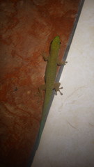 Phelsuma dubia