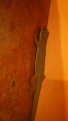 Phelsuma dubia