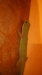 Phelsuma dubia