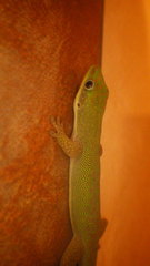 Phelsuma dubia