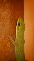 Phelsuma dubia