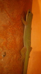 Phelsuma dubia