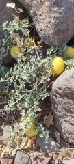 Cucumis prophetarum