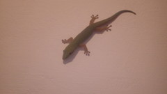 Phelsuma dubia