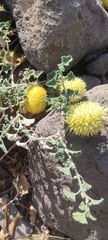 Cucumis prophetarum