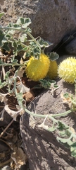 Cucumis prophetarum